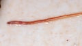 Earthworm Royalty Free Stock Photo