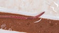 Earthworm Royalty Free Stock Photo
