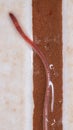 Earthworm Royalty Free Stock Photo