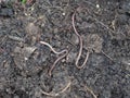 Earthworm Earthworms crawling on the ground can move through soil underground move longer distances on top of the soil, Annelida, Royalty Free Stock Photo