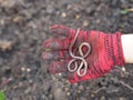 Earthworm Earthworms crawling on the ground can move through soil underground move longer distances on top of the soil, Annelida, Royalty Free Stock Photo