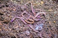 Earthworm farm is turning the organic kitchen waste into nutrient-rich fertilizer. Worm farming (vermiculture) is done by gardener