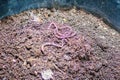 Earthworm farm is turning the organic kitchen waste into nutrient-rich fertilizer. Worm farming (vermiculture) is done by gardener