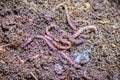 Earthworm farm is turning the organic kitchen waste into nutrient-rich fertilizer. Worm farming (vermiculture) is done by gardener