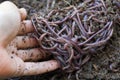 Earthworm farm