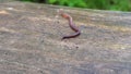 Earthworm in the Forest on a Tree Log. Long Worm Wriggles and Crawls.