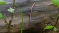 Earthworm in the Forest on a Tree Log. Long Worm Wriggles and Crawls.