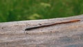 Earthworm in the Forest on a Tree Log. Long Worm Wriggles and Crawls.