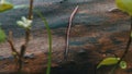 Earthworm in the Forest on a Tree Log. Long Worm Wriggles and Crawls.