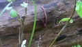 Earthworm in the Forest on a Tree Log. Long Worm Wriggles and Crawls.