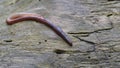 Earthworm in the Forest on a Tree Log. Long Worm Wriggles and Crawls.