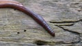 Earthworm in the Forest on a Tree Log. Long Worm Wriggles and Crawls.