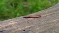 Earthworm in the Forest on a Tree Log. Long Worm Wriggles and Crawls.
