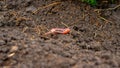 Earthworm in the ground, bait worm, large worm in the ground Royalty Free Stock Photo