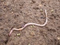 An earthworm on the ground. worms recycle plant waste into a rich soil improver. Worm for fishing Dendrobaena Veneta. Royalty Free Stock Photo