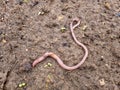 An earthworm on the ground. worms recycle plant waste into a rich soil improver. Worm for fishing Dendrobaena Veneta. Royalty Free Stock Photo