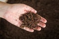 Brown earthworms on farmer hand