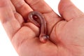 Earthworm in hand isolated on white background Royalty Free Stock Photo