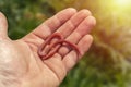 Earthworm in the hand of a man. Fish bait. Royalty Free Stock Photo