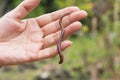 An earthworm in hands of man. Earthworm and healthier soil Royalty Free Stock Photo