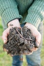Earthworm on a Heap of Compost on Hands Royalty Free Stock Photo