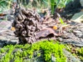 Earthworm hole made by its excrement with soil blared green moss.Earthworm colony.