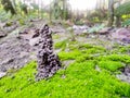 Earthworm hole made by its excrement with soil blared green moss.Earthworm colony.