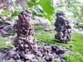 Earthworm hole made by its excrement with soil blared green moss.Earthworm colony.