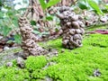 Earthworm hole made by its excrement with soil blared green moss.Earthworm colony.