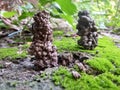 Earthworm hole made by its excrement with soil blared green moss.Earthworm colony.