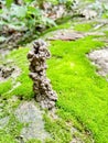 Earthworm hole made by its excrement with soil blared green moss.Earthworm colony.