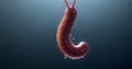 Earthworm on a Hook Underwater Royalty Free Stock Photo