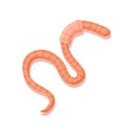 Earthworm icon isolated on white background