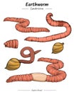 Earthworm Illustration Bundle Royalty Free Stock Photo