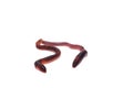 Earthworm isolated, Lumbricidae. Royalty Free Stock Photo
