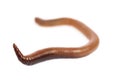 An earthworm isolated on white background Royalty Free Stock Photo