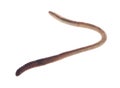 Earthworm isolated on a white background close-up Royalty Free Stock Photo