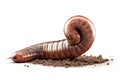 earthworm isolated on white background. Generated by AI Royalty Free Stock Photo