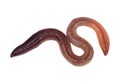 Earthworm isolated on a white Royalty Free Stock Photo