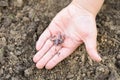 an earthworm in kid`s hands on spring in the garden. Royalty Free Stock Photo