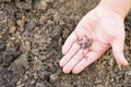 an earthworm in kid`s hands on spring in the garden. Royalty Free Stock Photo