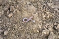 an earthworm on the loosened soil spring in the garden.