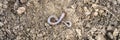 An earthworm on the loosened soil spring in the garden. banner.