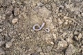 an earthworm on the loosened soil spring in the garden.