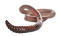 Earthworm, Lumbricus terrestris Royalty Free Stock Photo
