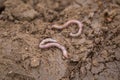 Earthworm lying on soil.
