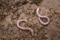 Earthworm lying on soil.