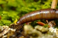 Earthworm Macro Closeup Royalty Free Stock Photo
