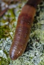 Earthworm Macro Closeup Royalty Free Stock Photo