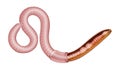 General earthworm anatomy Royalty Free Stock Photo